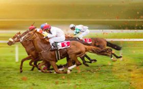 در مورد مسابقات اسب سواری چه می دانید؟