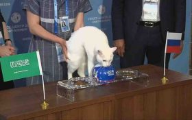 پیش بینی عجیب “گربه‌ی پیشگو” جام جهانی که به واقعیت تبدیل شد