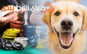 نگاهی به شرط بندی های غیراخلاقی بر سر حیوانات