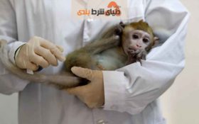 ساخت نمونه آزمایشی واکسن کرونا در آمریکا، و موفقیت آمیز بودن تاثیر آن روی میمون های