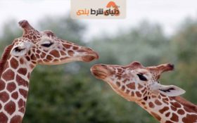 آیا حیوانات نیز از رابطه جنسی لذت می برند؟