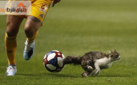 لغو شدن قرارداد کمپانی آدیداس با فوتبالیست فرانسوی بخاطر گربه آزاری